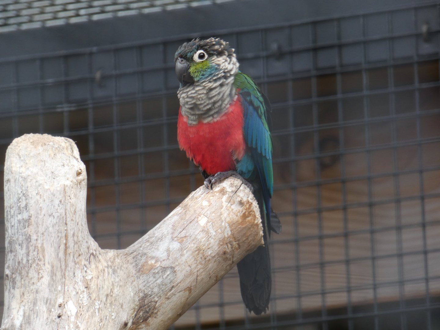 Crimson-bellied Conure