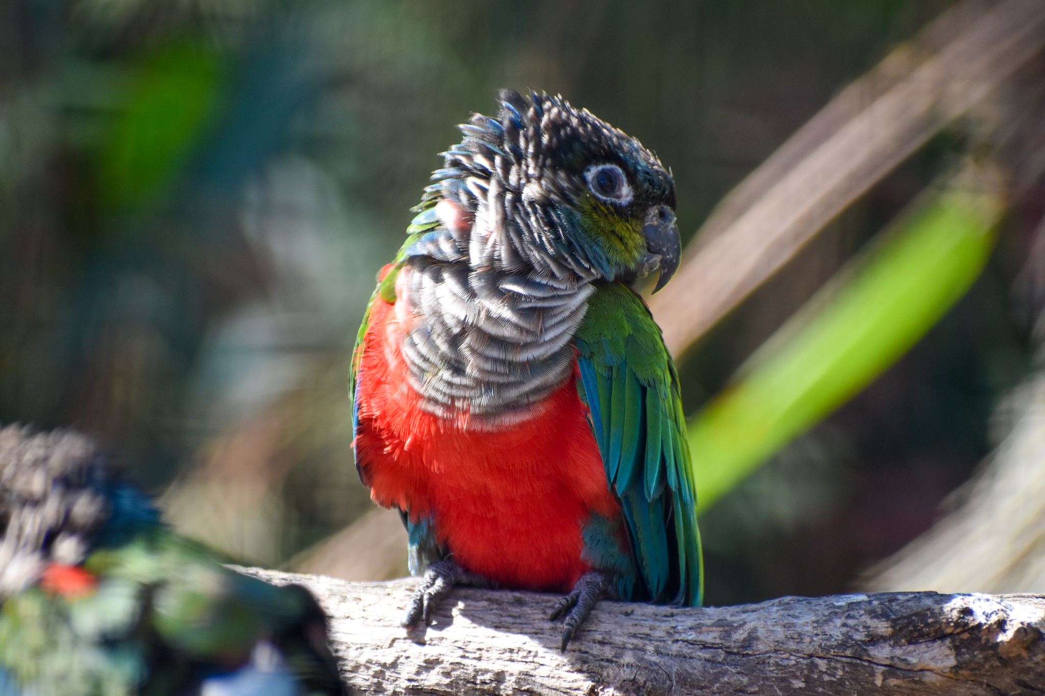 Crimson-bellied Conure