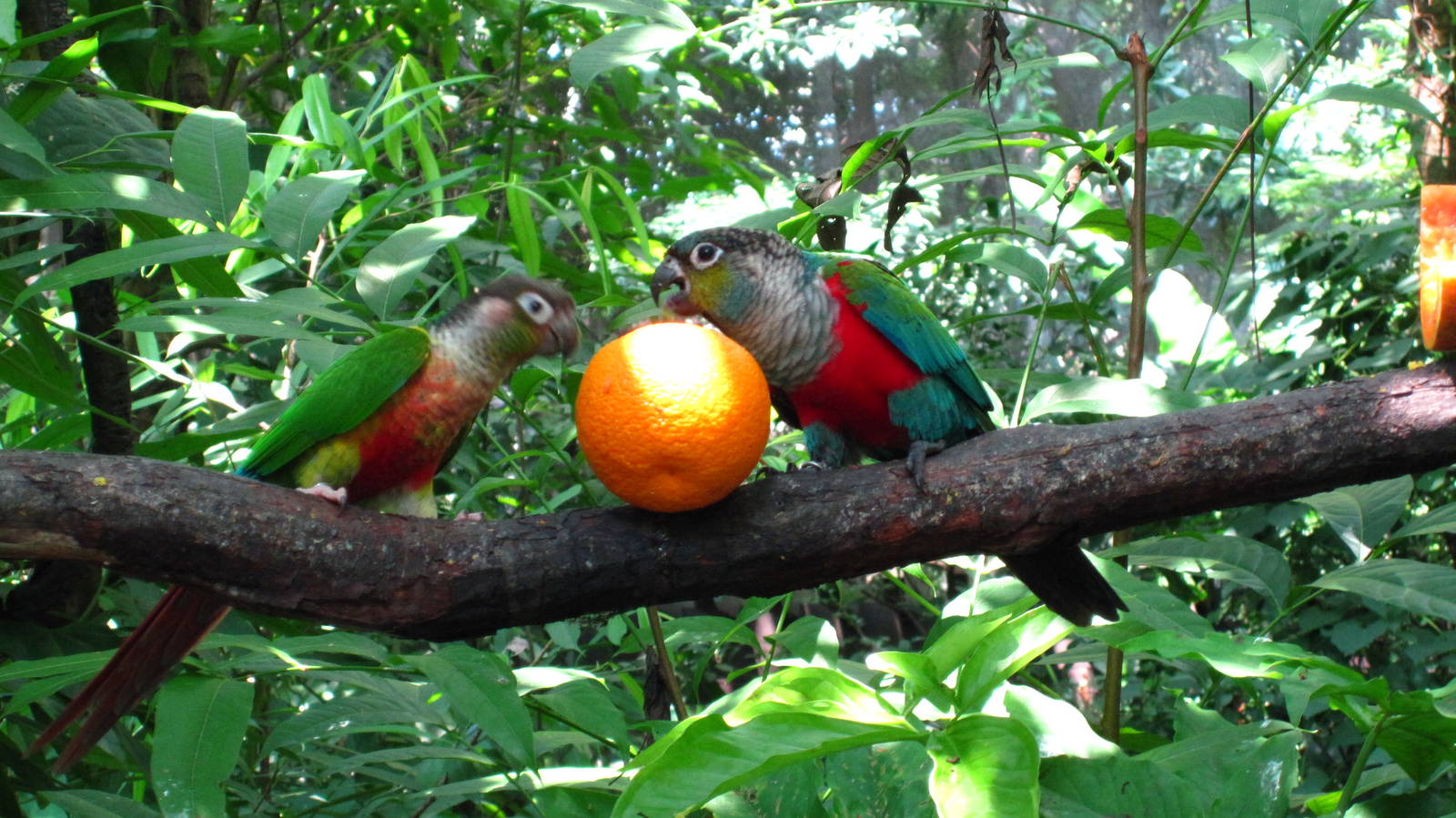 Crimson-bellied Conures, Jungle Jewels - Jurong Bird Park