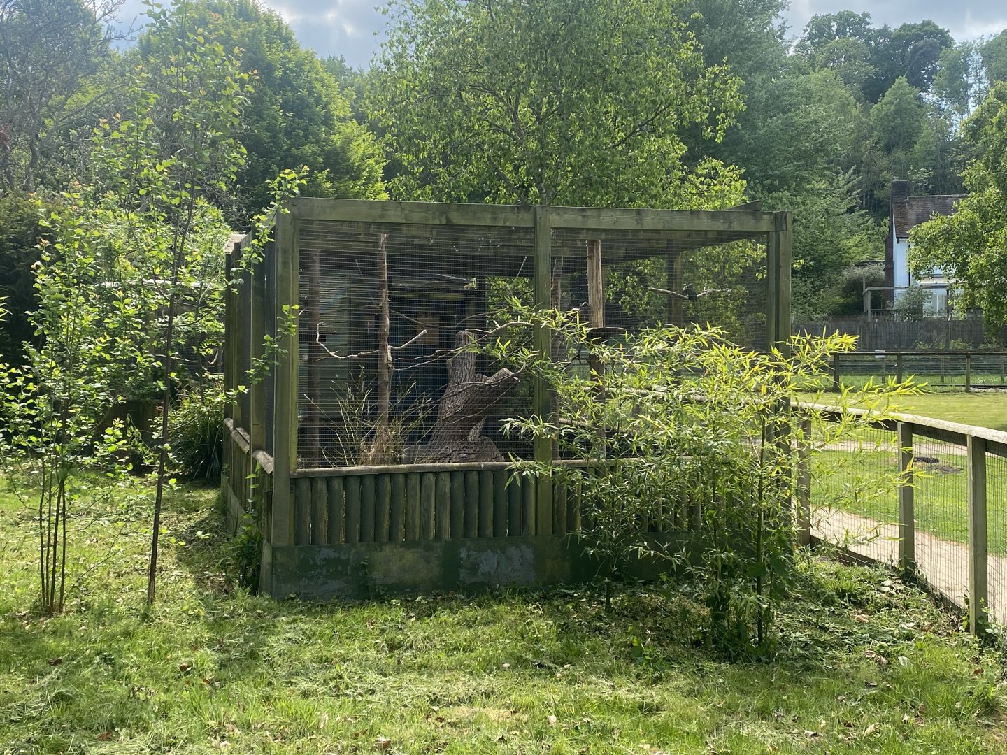 Crimson-bellied parakeet aviary 090525