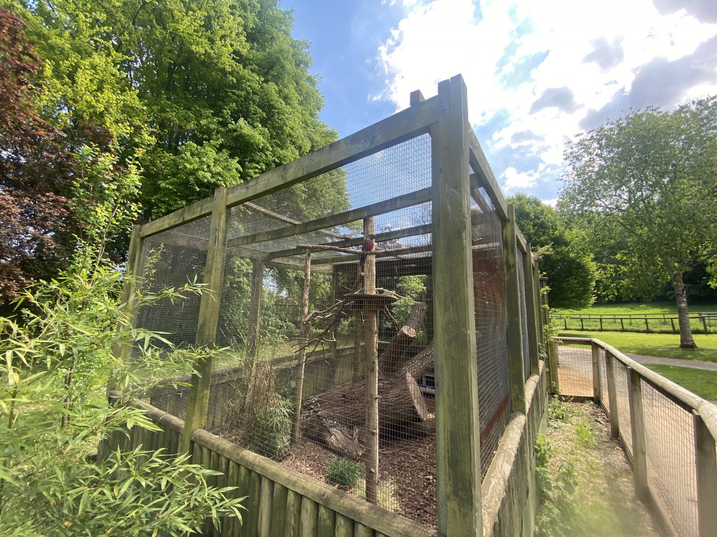 Crimson-bellied parakeet aviary 090525