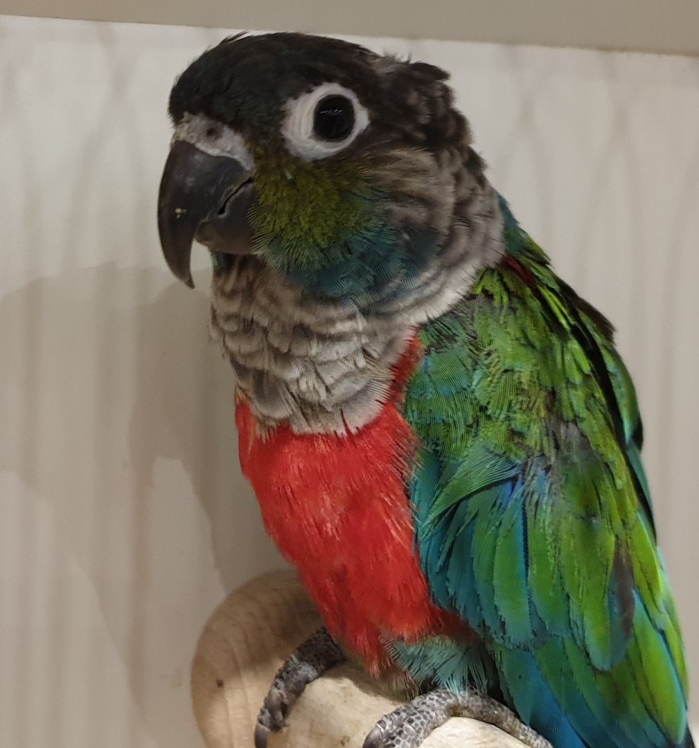 Crimson-bellied parakeet - Pyrrhura perlata