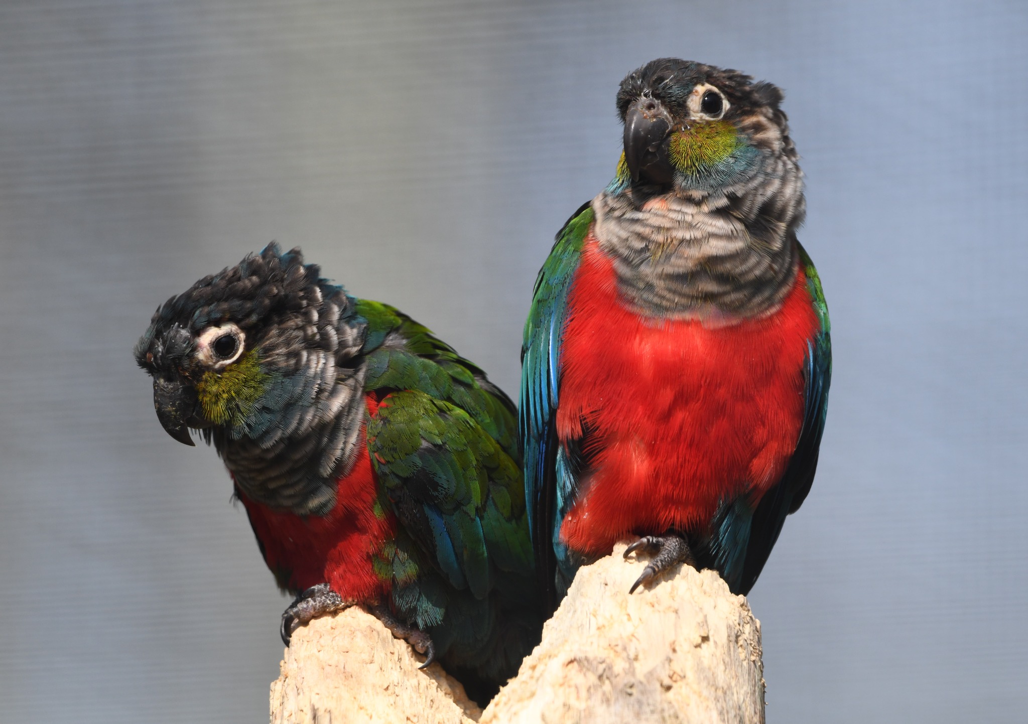 Crimson-bellied Parakeet - Pyrrhura perlata