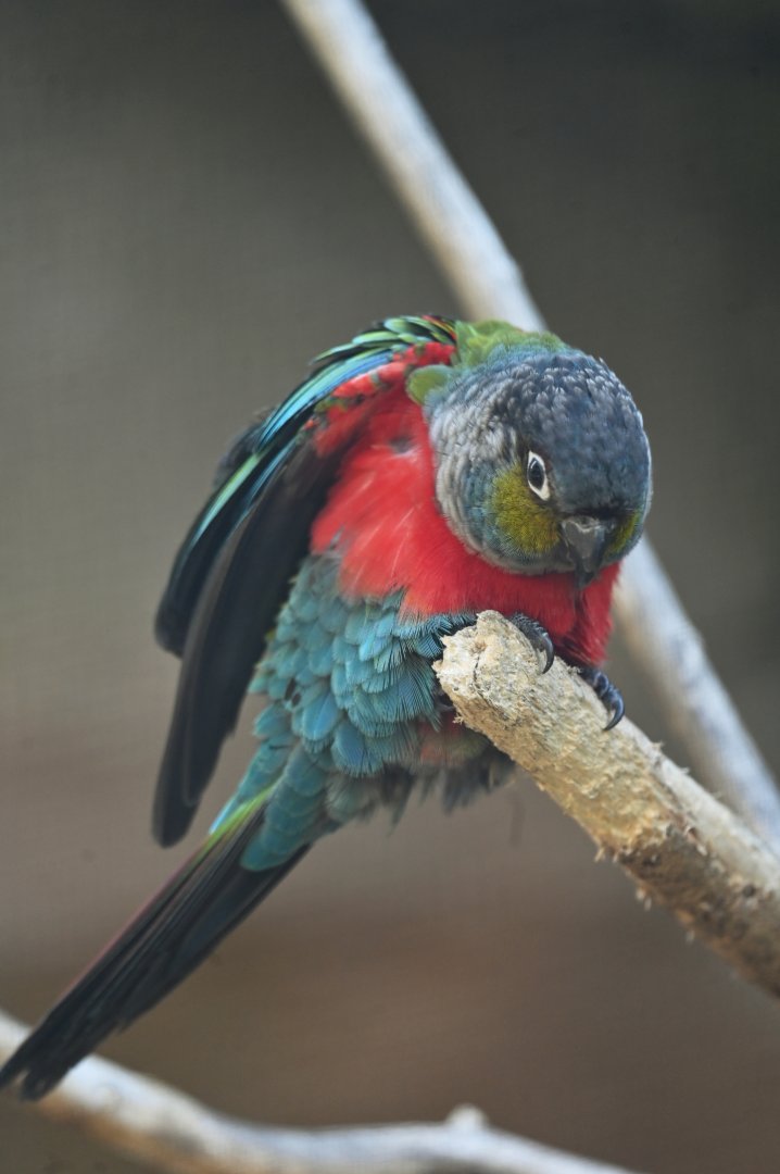 Crimson-bellied Parakeet Pyrrhura perlata