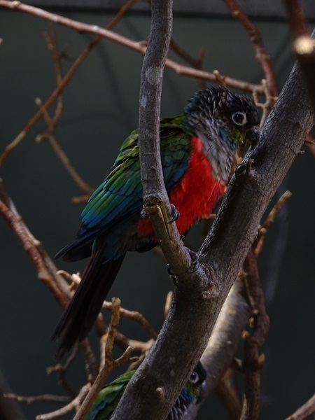 Crimson-bellied parakeet (Pyrrhura perlata)