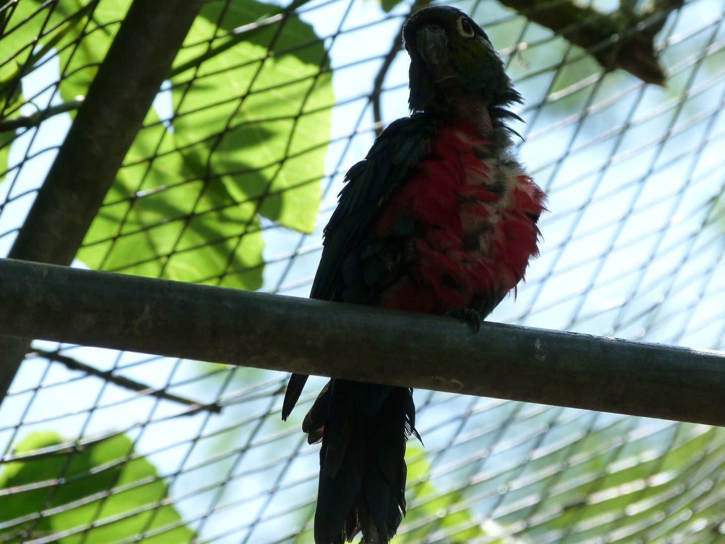 Crimson-bellied parakeet -Zoo d'Asson (2025)