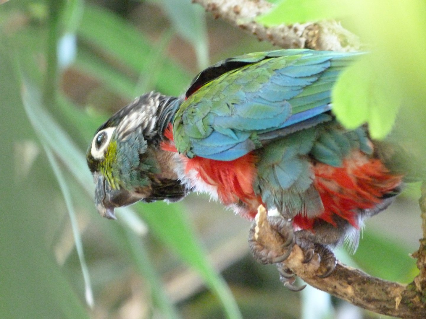 Crimson-bellied parakeet -Zoo d'Asson (2025)