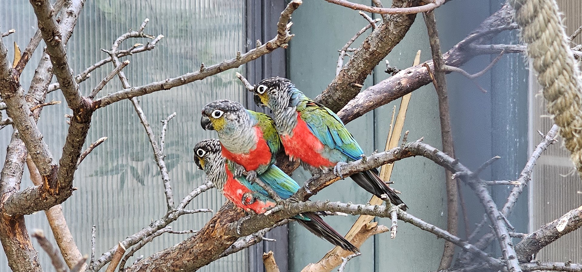 Crimson bellied parakeet