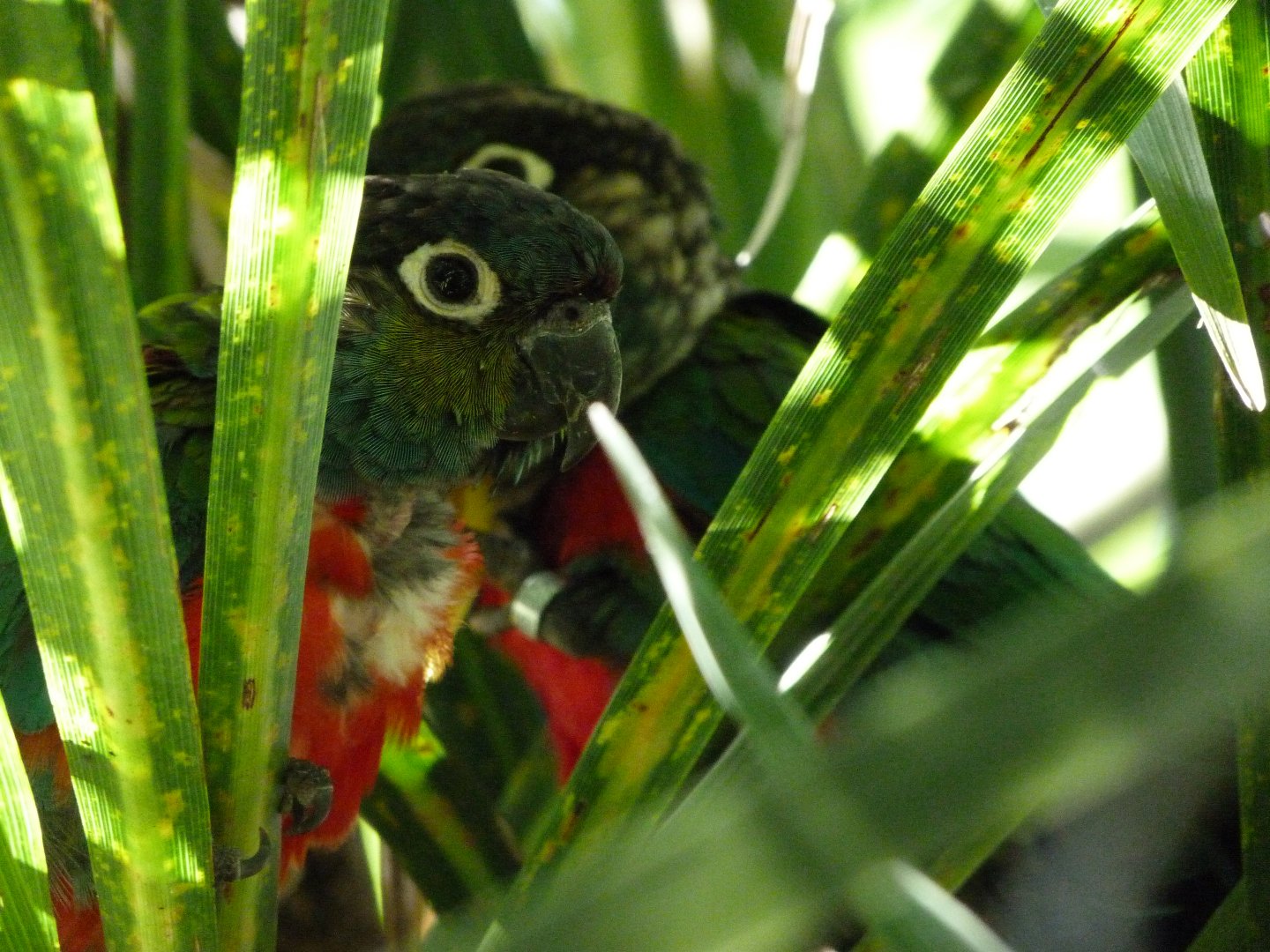 Crimson-bellied parakeets -Zoo d'Asson (2025)