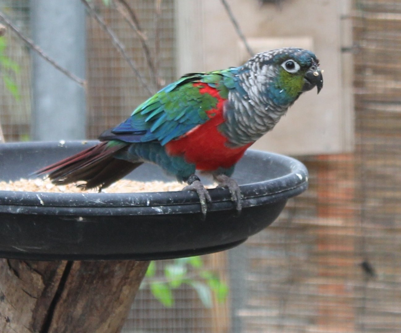 Crimson-breasted conure