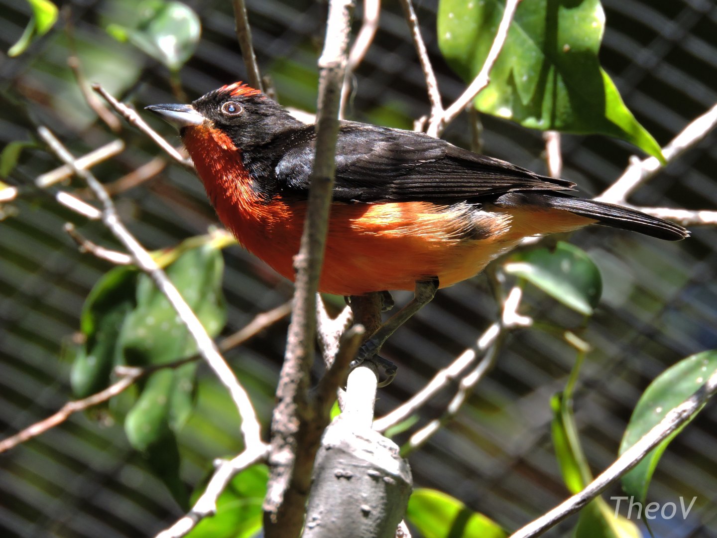 Crimson-breasted finch - Discovery Outpost [2015]
