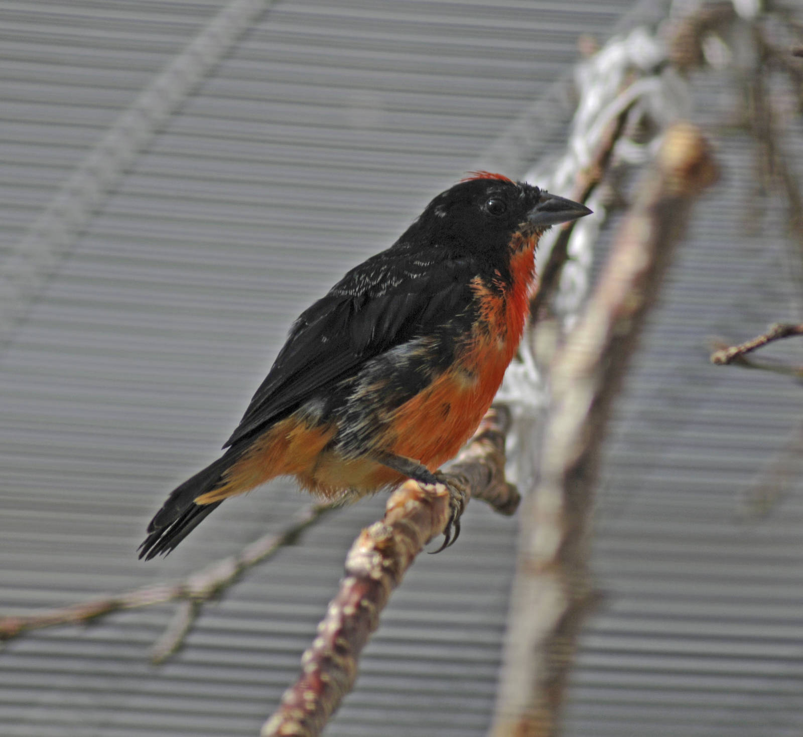 Crimson-breasted Finch