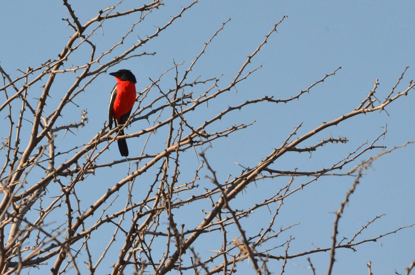 Crimson-breasted Shrike, Moremi Game Reserve, Botswana, 28/04/16