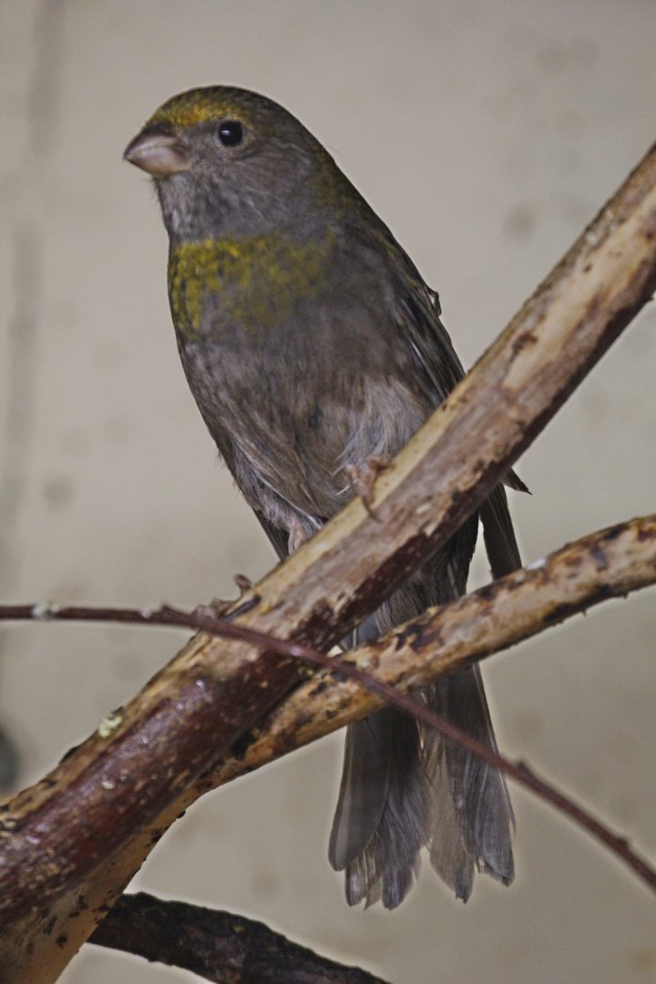 Crimson-browed Finch (Carpodacus subhimachalus), female, January 2020