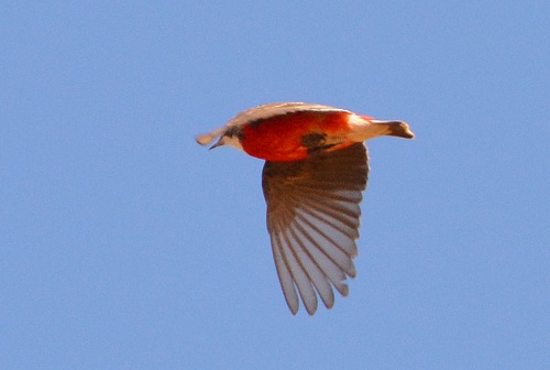 Crimson chat in flight.