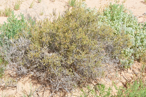 Crimson chat nest in small, thick shrub