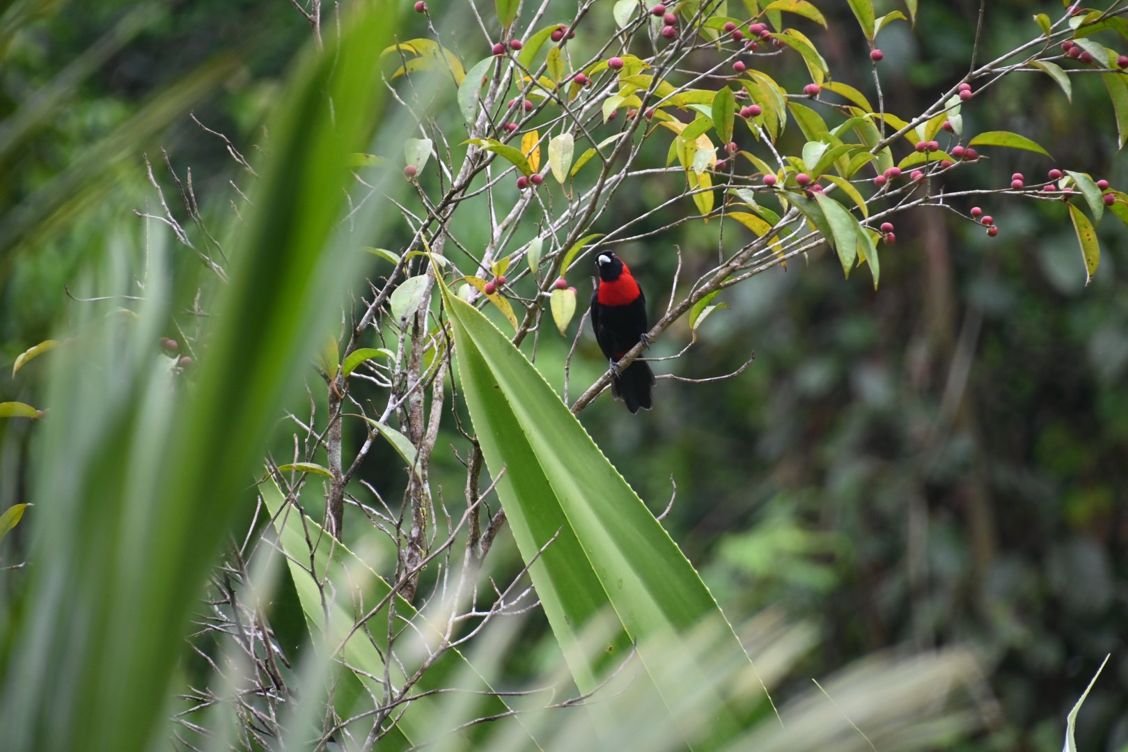 Crimson-collared Tanager (Ramphocelus sanguinolentus)