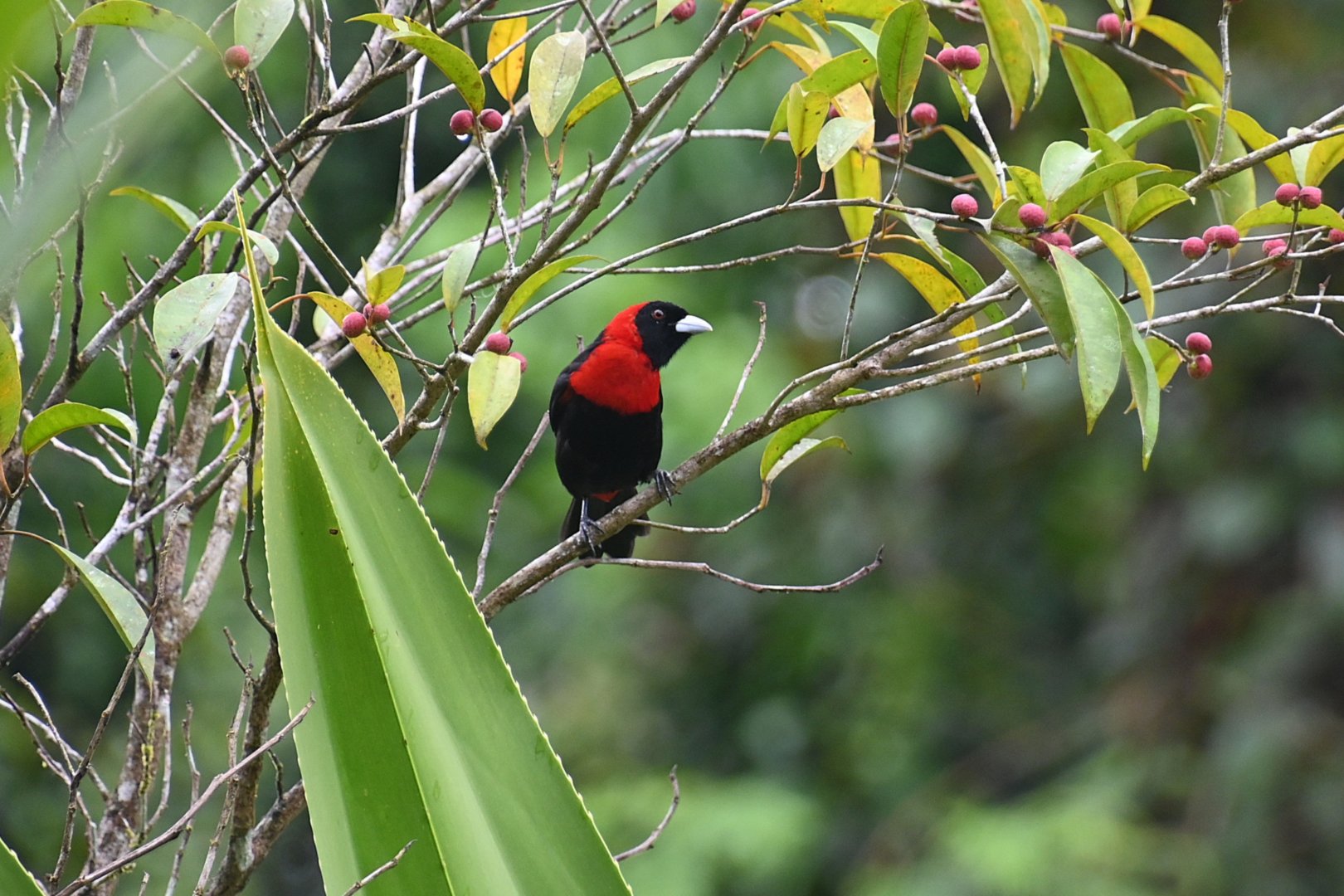 Crimson-collared Tanager (Ramphocelus sanguinolentus)