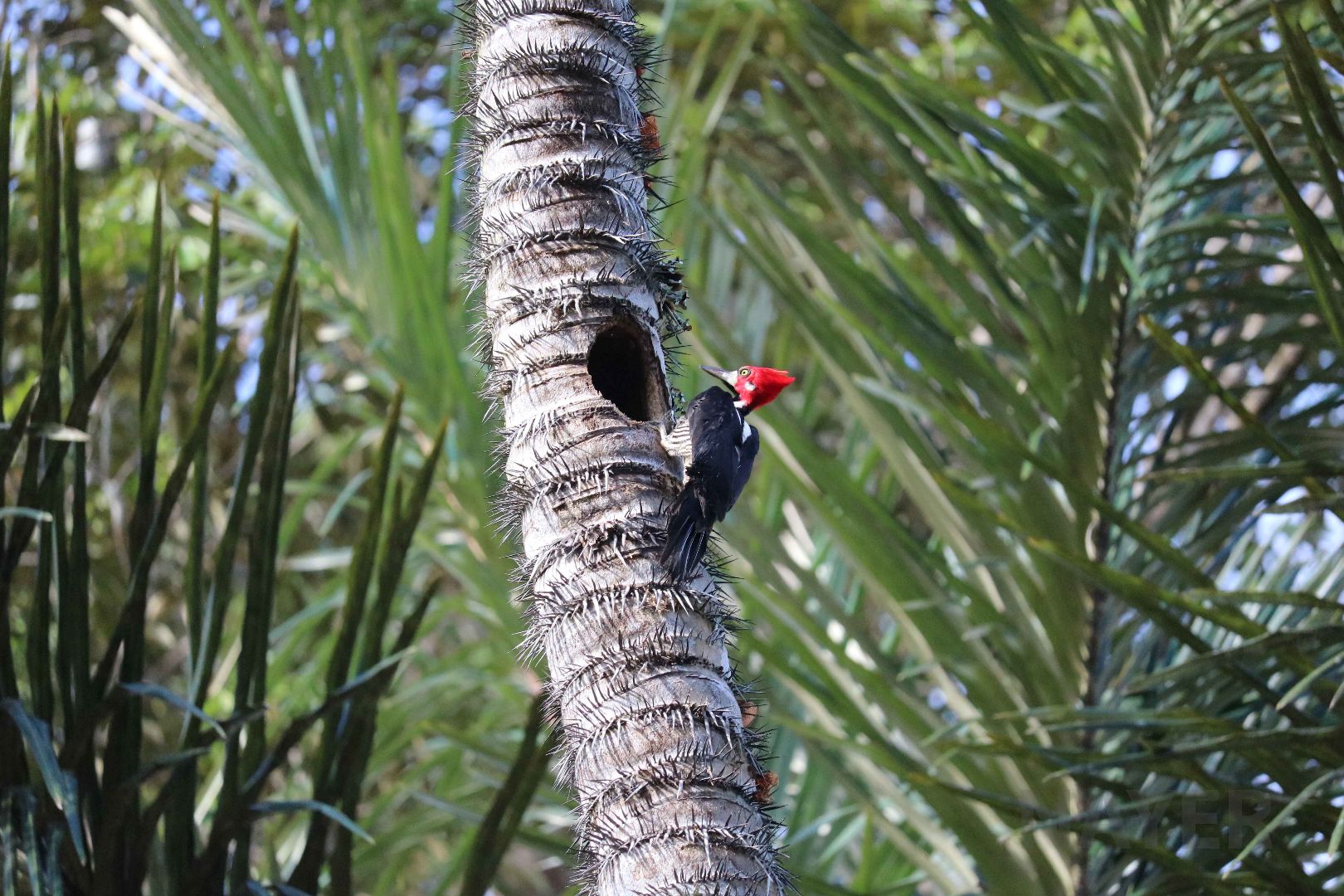Crimson-crested woodpecker, Peruvian Amazon, May 2016