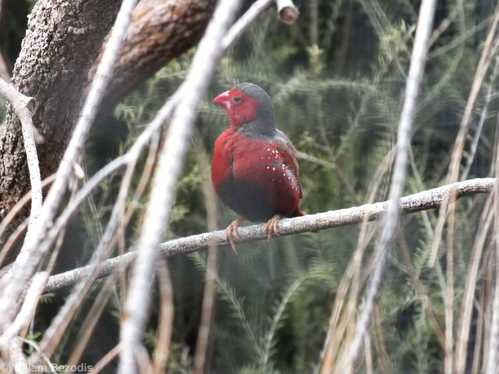 Crimson Finch - Caversham Wildlife Park