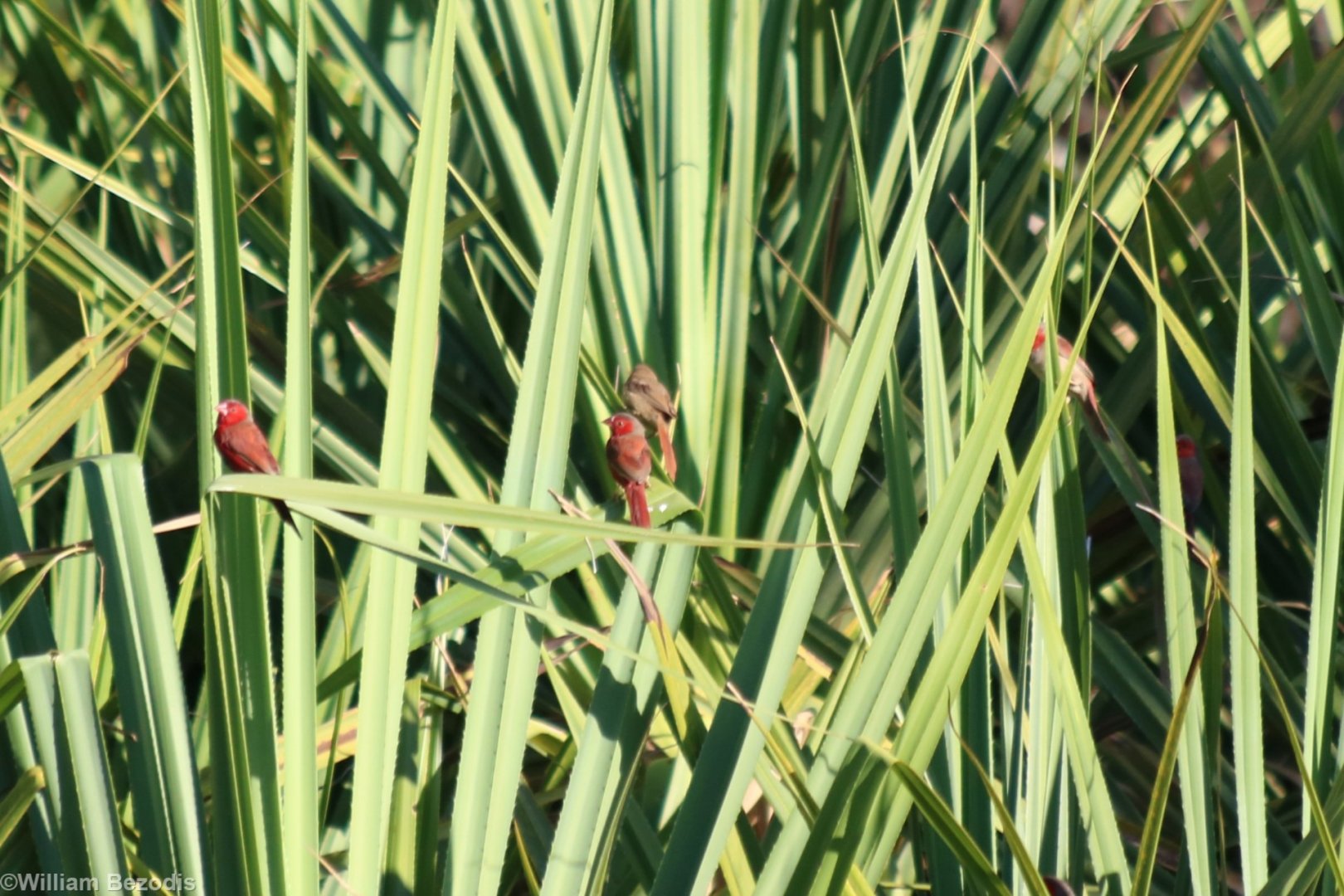 Crimson Finch Group - Fergusson River