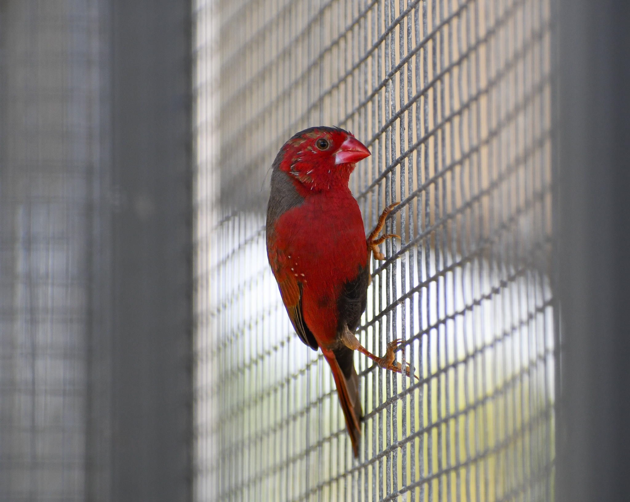Crimson Finch (in quarantine)