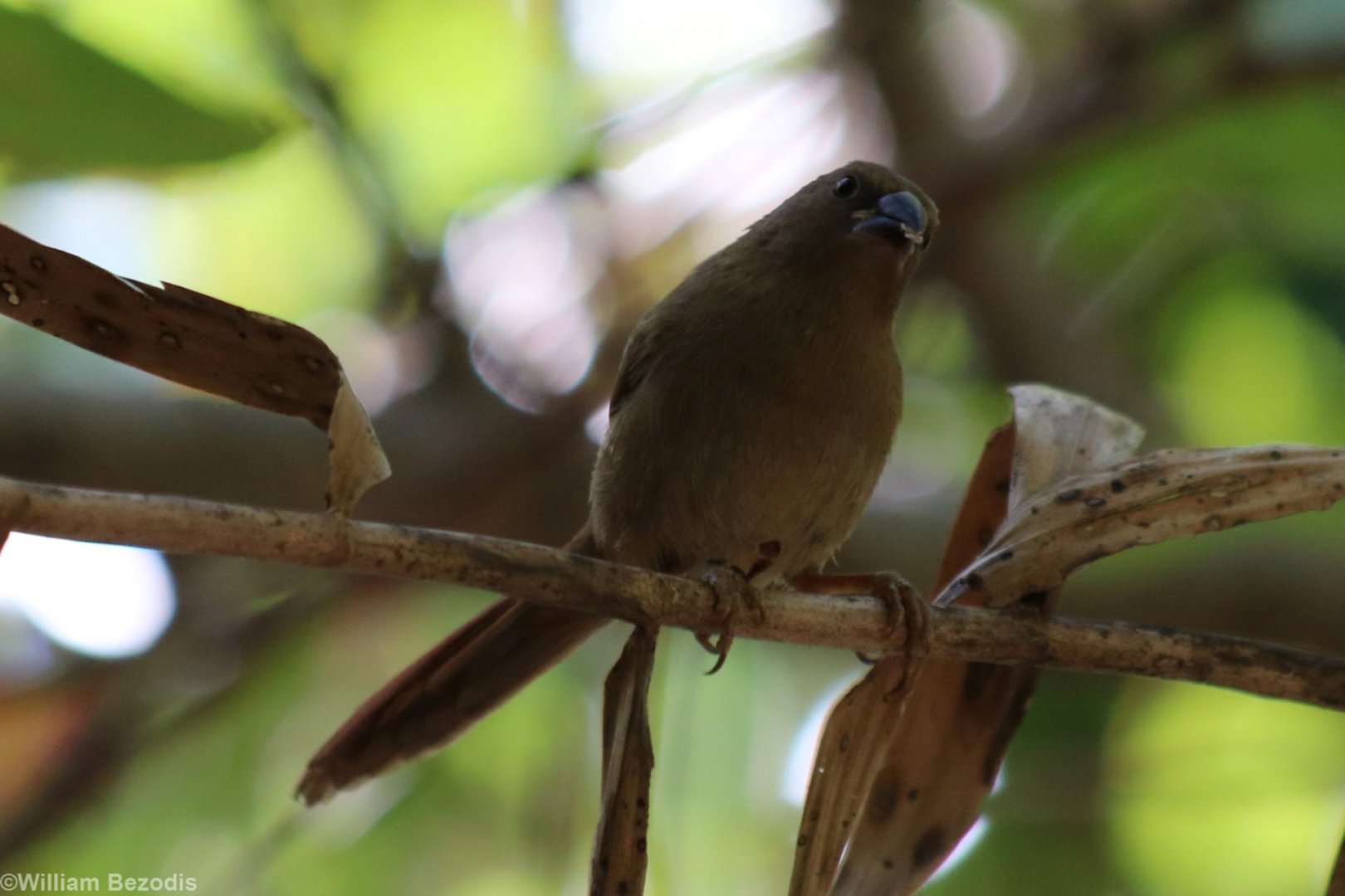 Crimson Finch - Kakadu