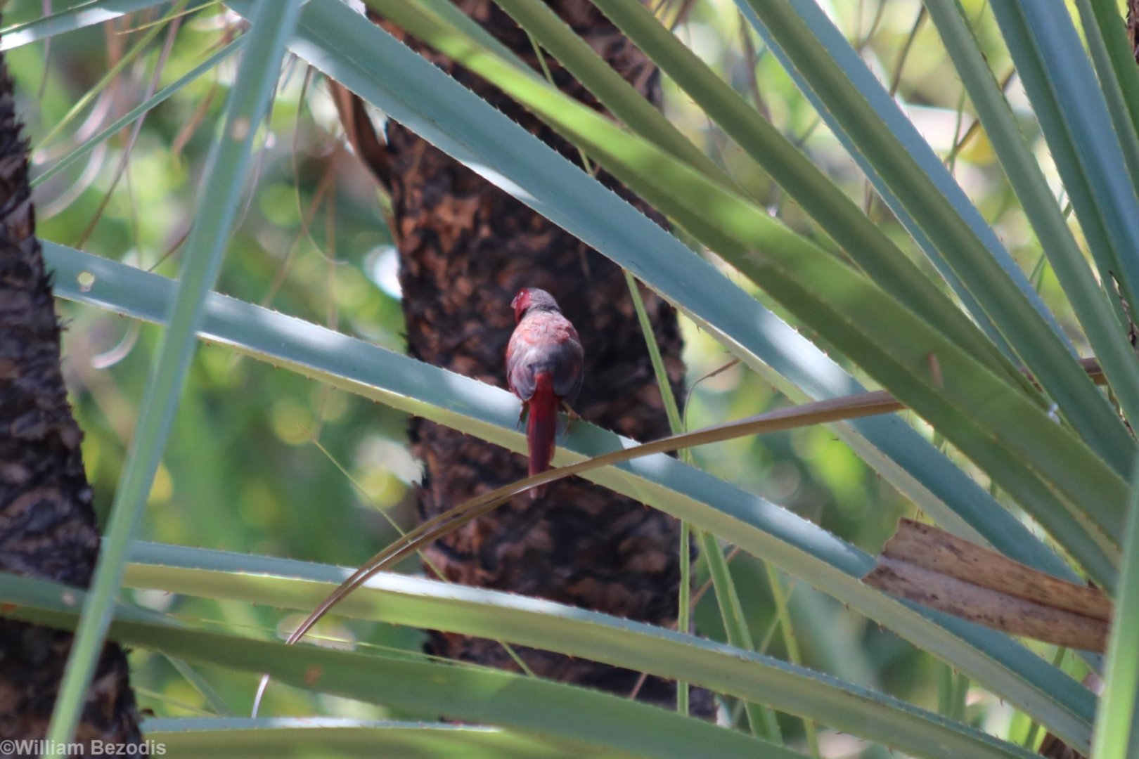 Crimson Finch - Kakadu