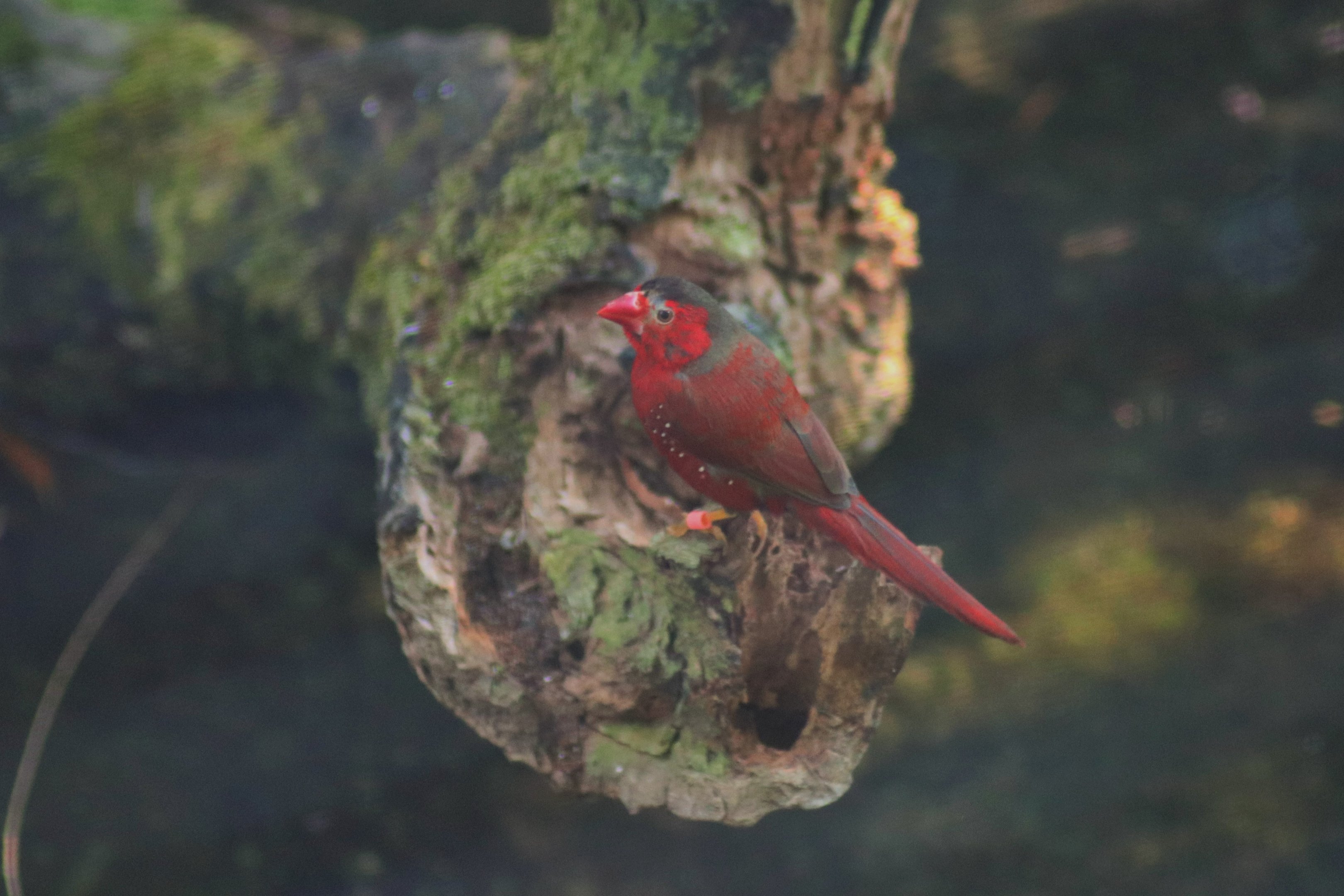 Crimson Finch (Neochmia phaeton)