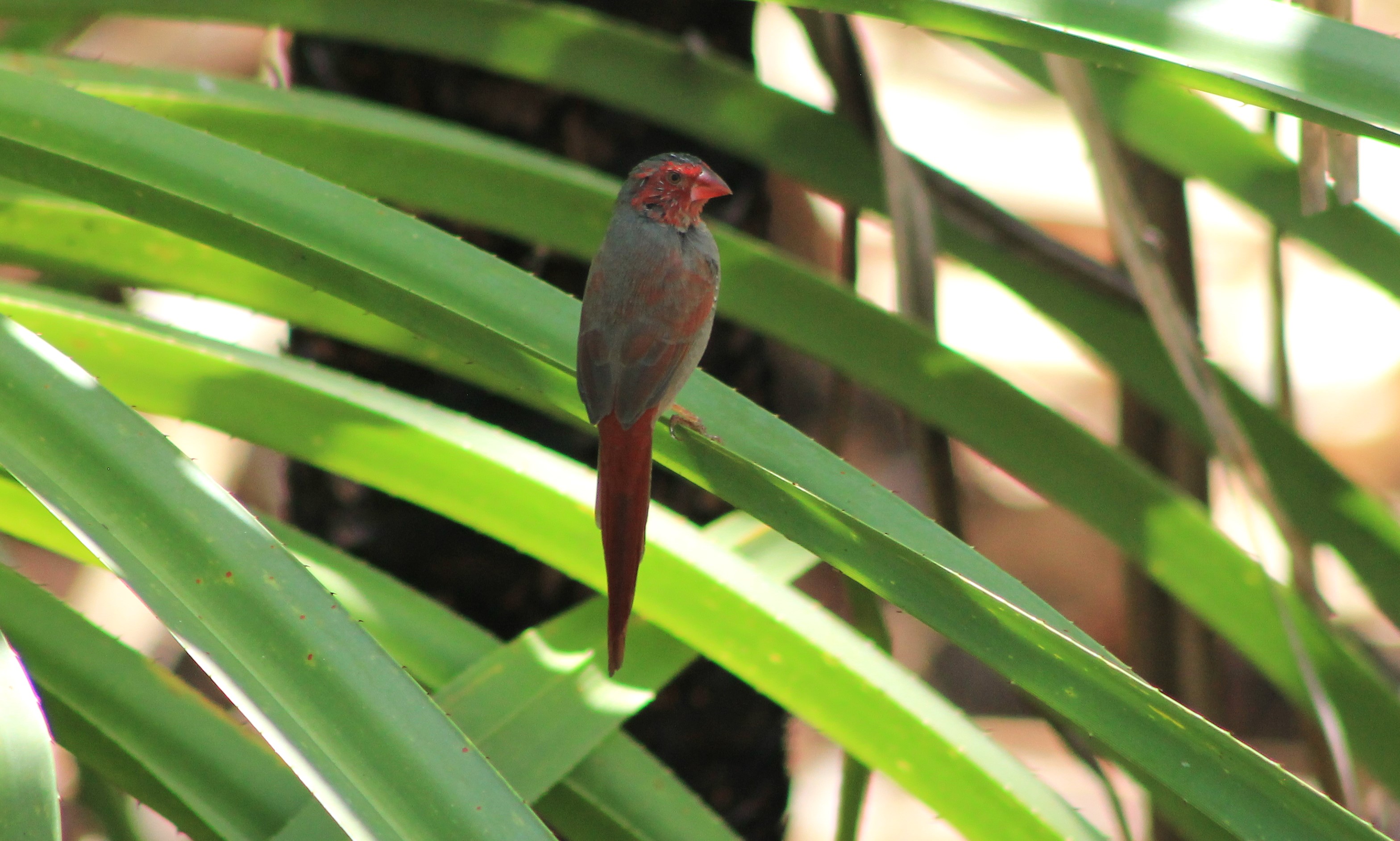 Crimson Finch (Neochmia phaeton)