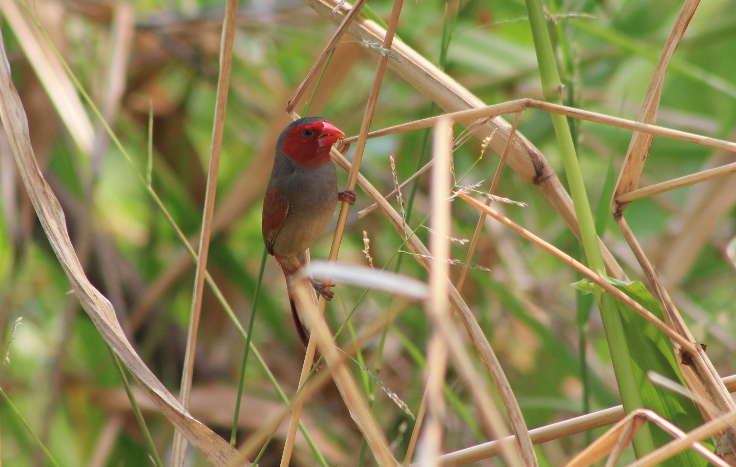 Crimson Finch (Neochmia phaeton)