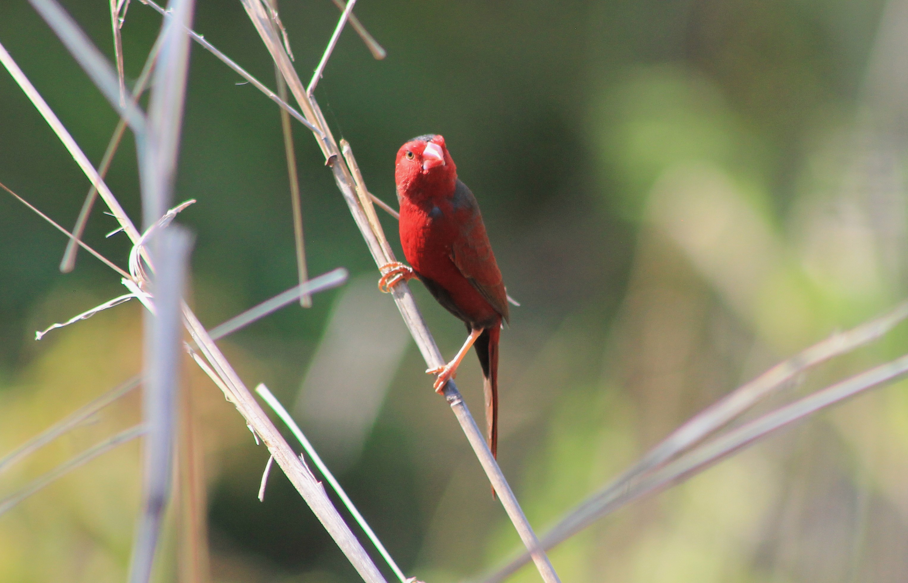 Crimson Finch (Neochmia phaeton)