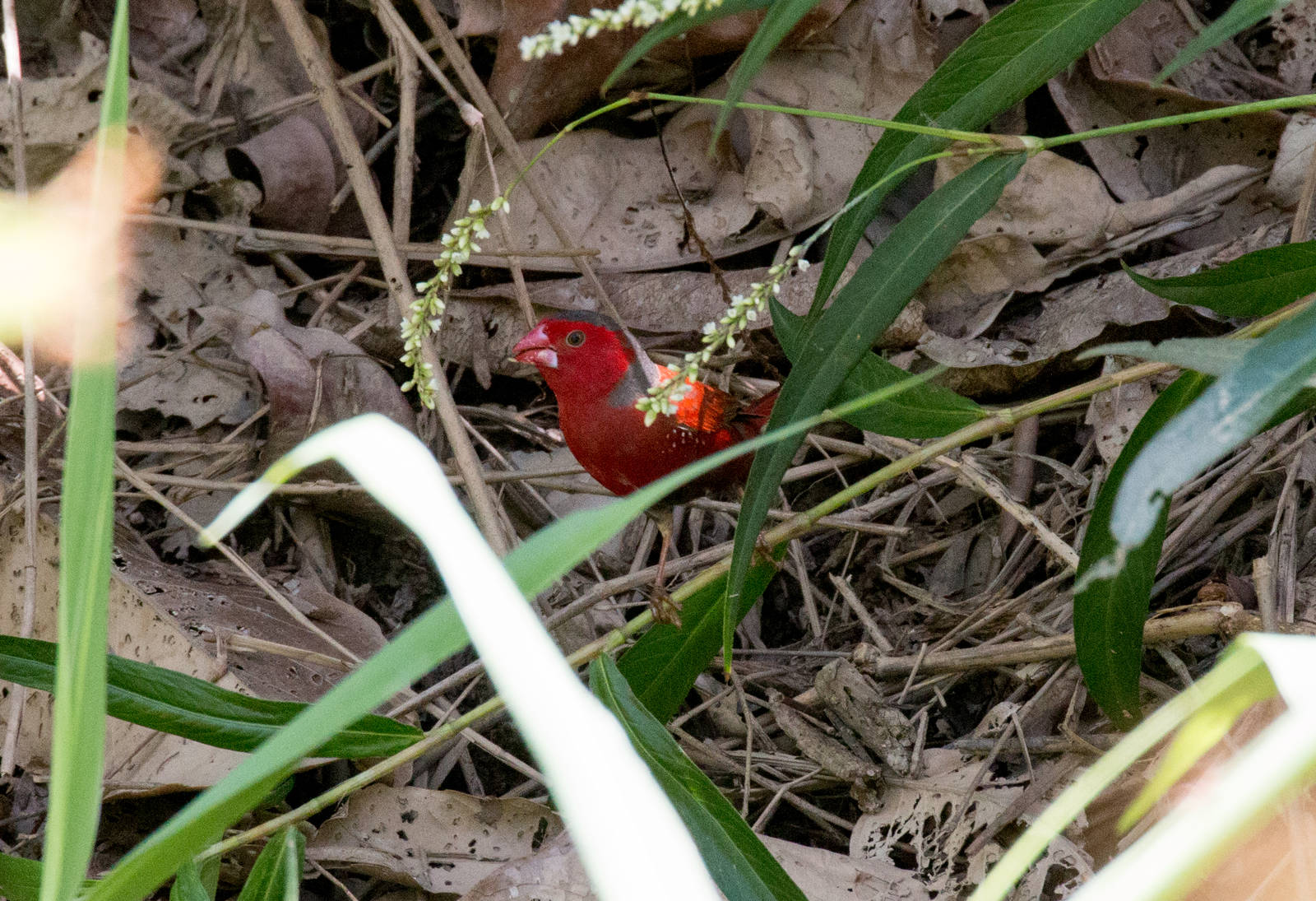 Crimson Finch