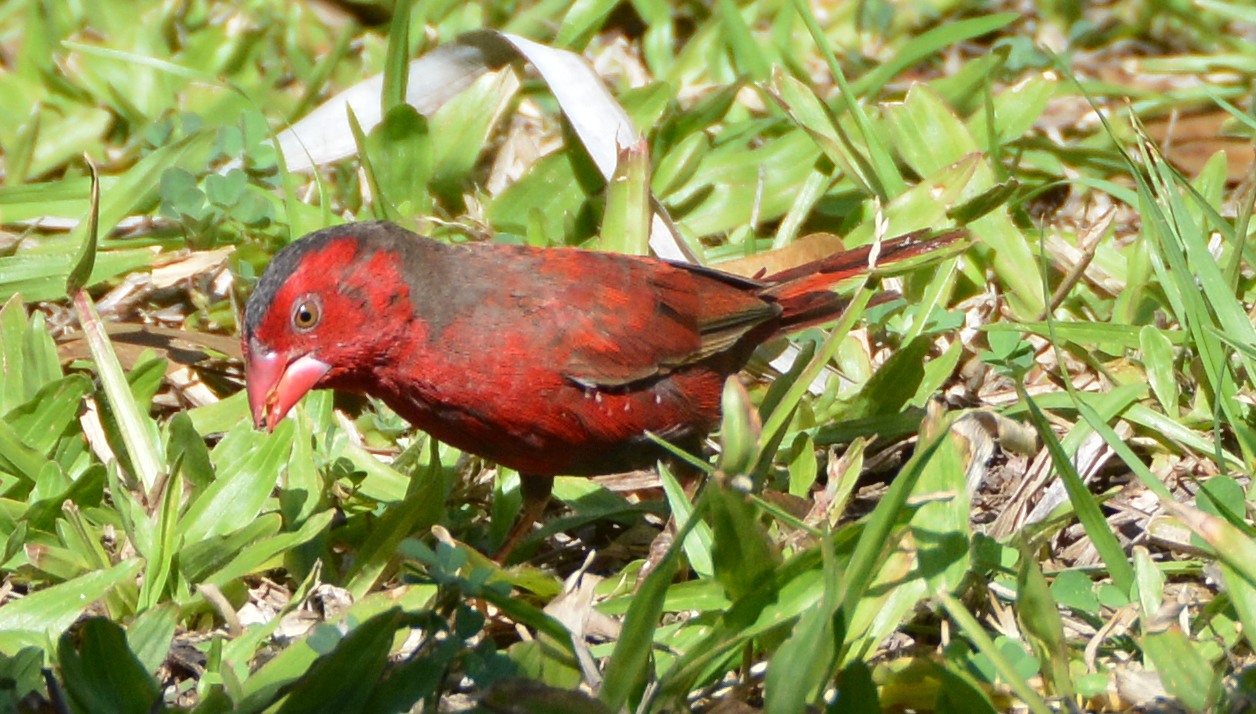 Crimson finch