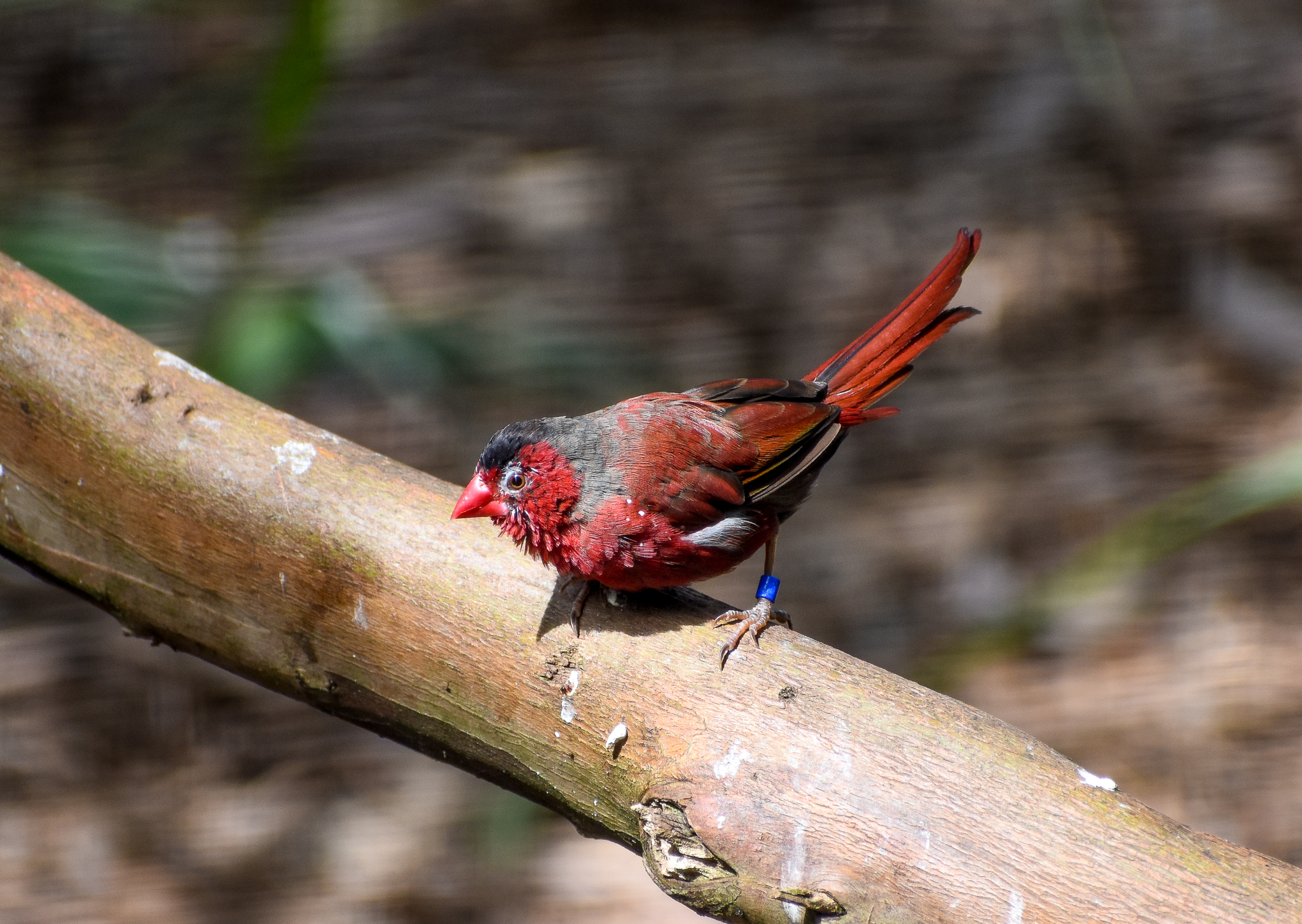 Crimson Finch