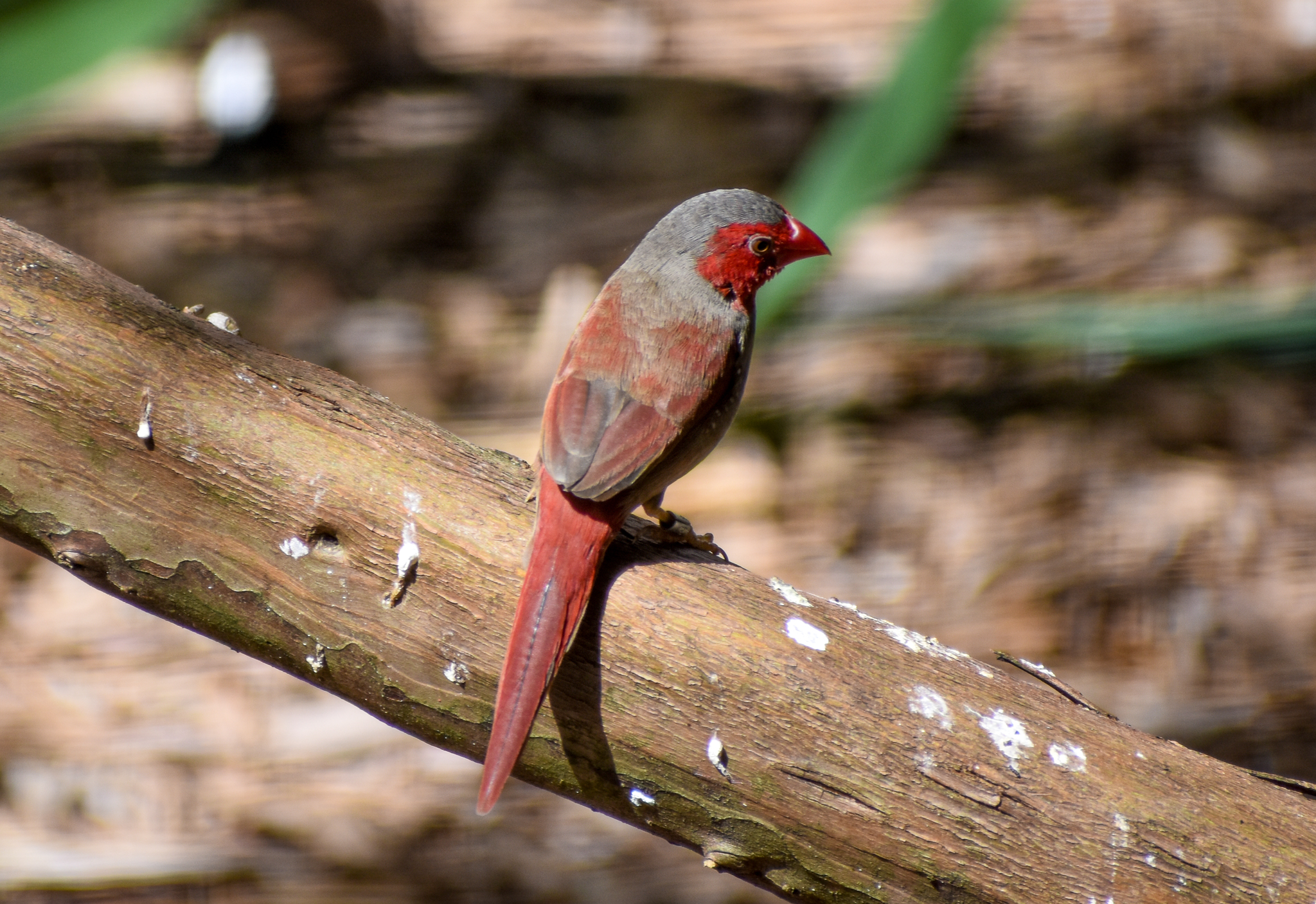 Crimson Finch