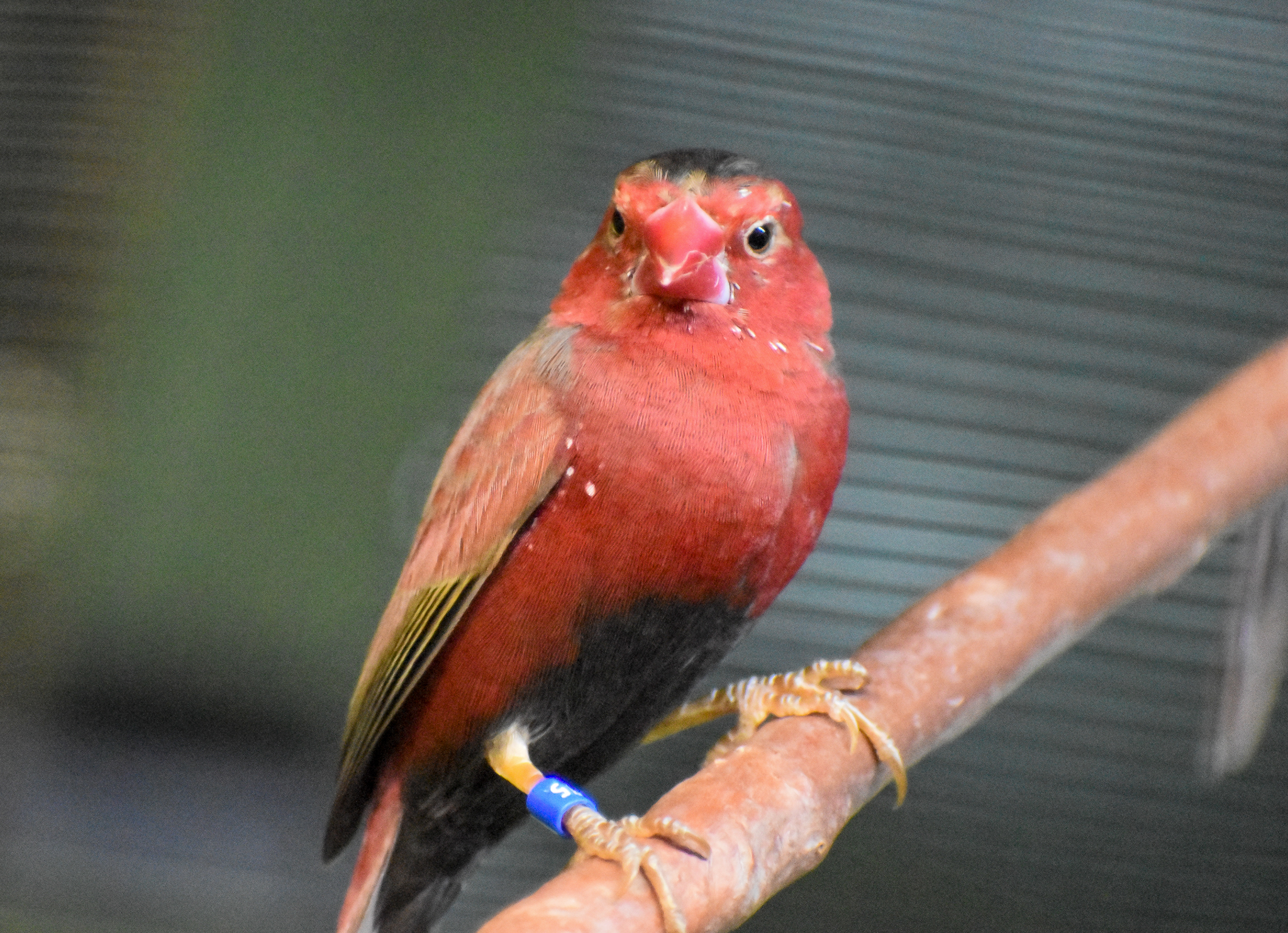 Crimson Finch