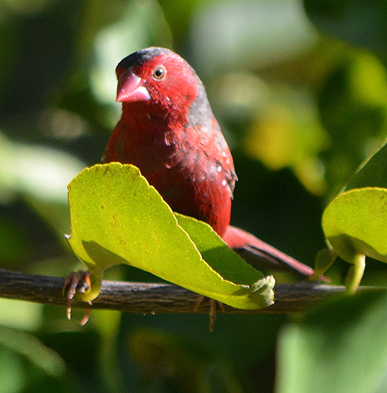 Crimson finch