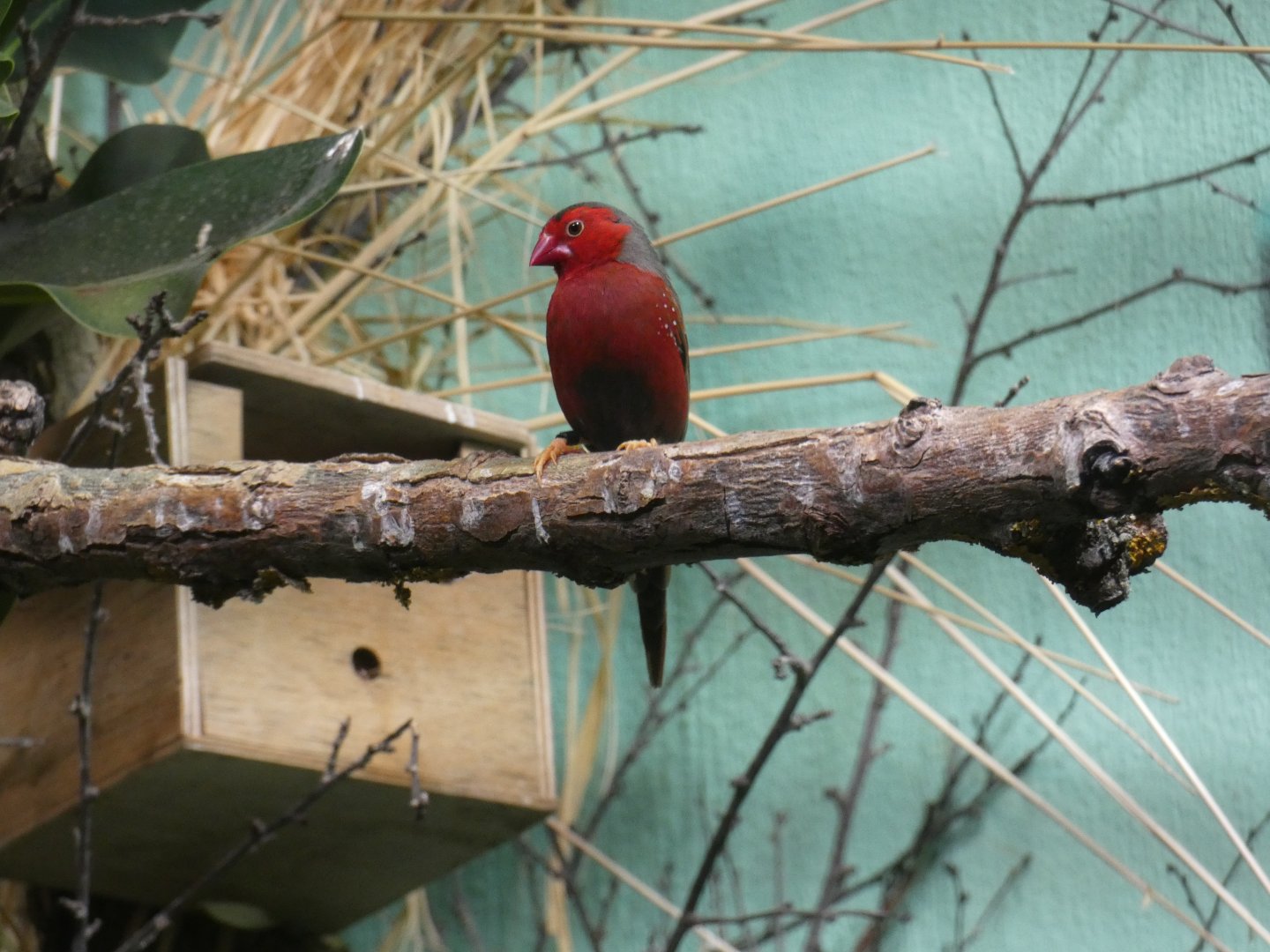 Crimson finch