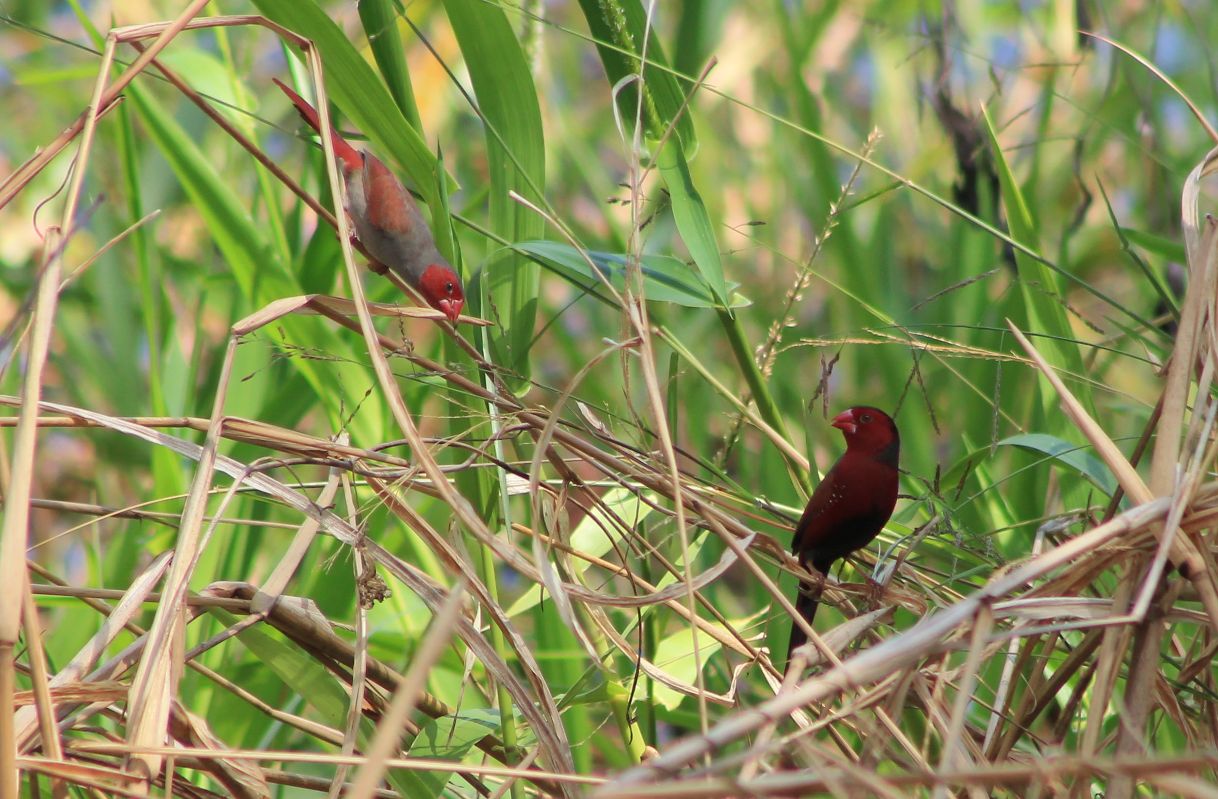 Crimson Finches (Neochmia phaeton)