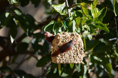 Crimson finches on seed ball.