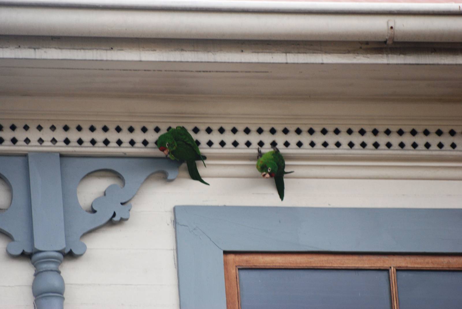 Crimson-fronted Conures in San Jose, 12/04/14