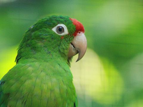 Crimson-fronted Parakeet