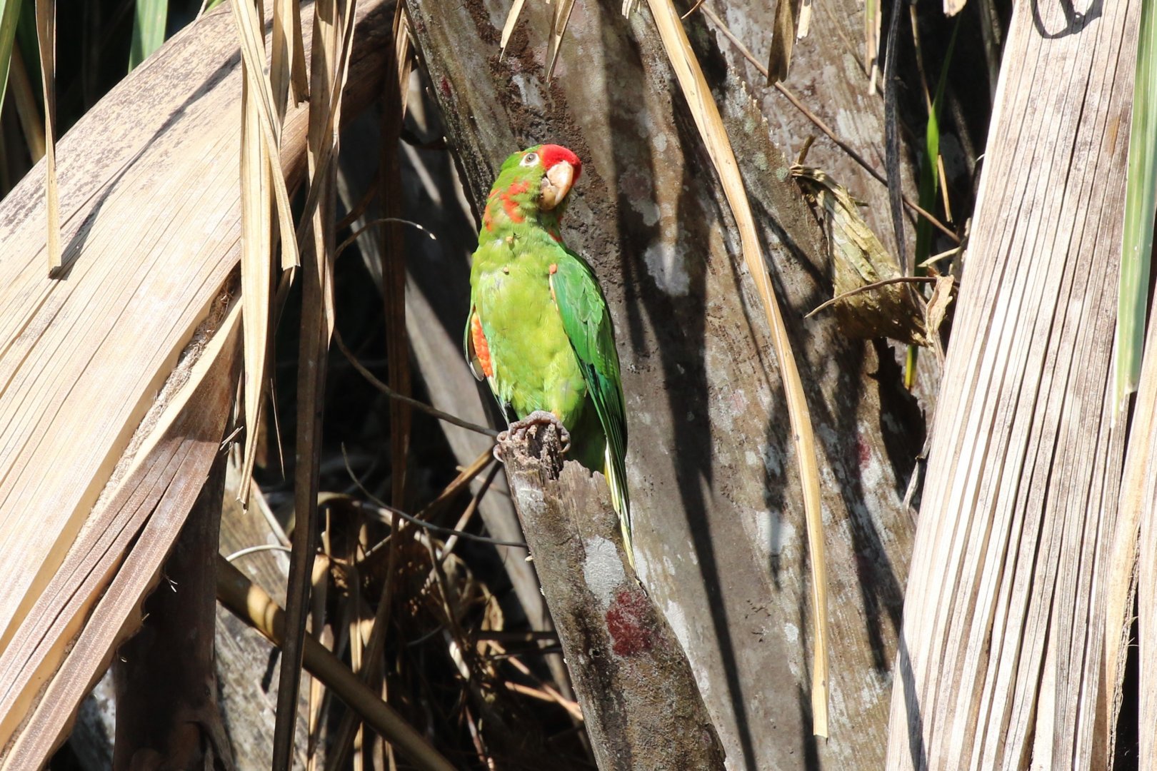Crimson-Fronted Parakeet
