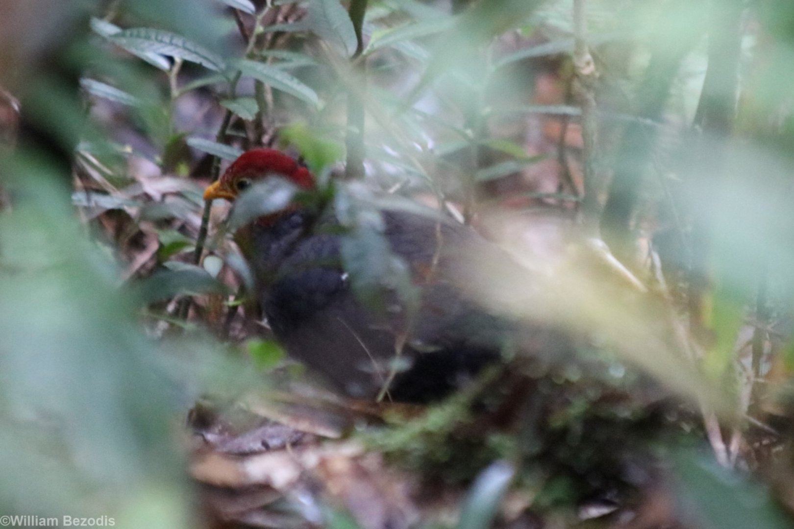 Crimson-headed Partridge (Haematortyx saguiniceps) - Mount Kinabalu