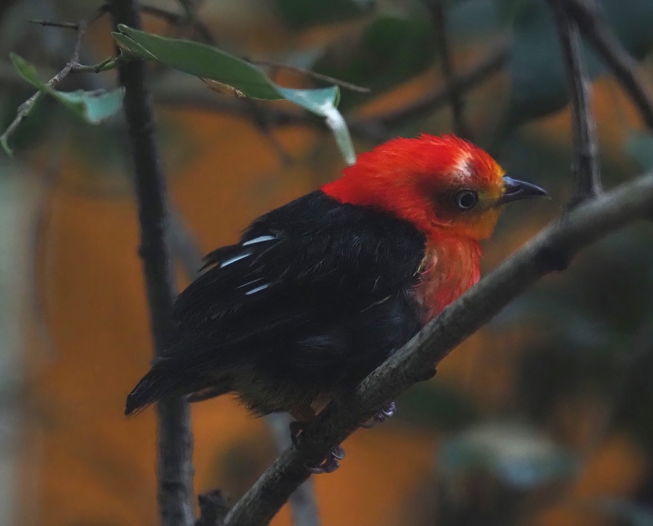 Crimson-hooded manakin (Pipra aureola), 2024-05-22