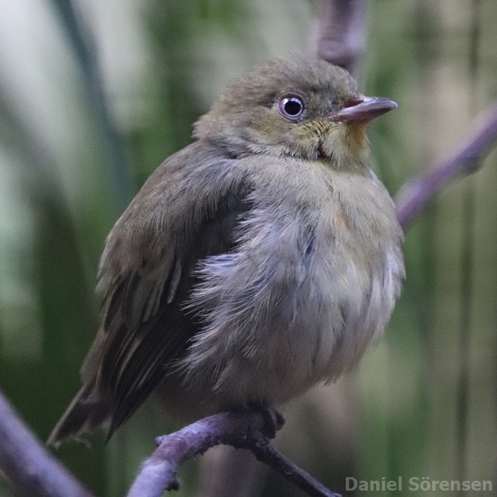 Crimson-hooded manakin (Pipra aureola), female.