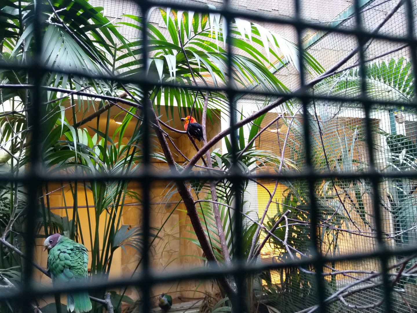 Crimson-hooded manakin (Pipra aureola)