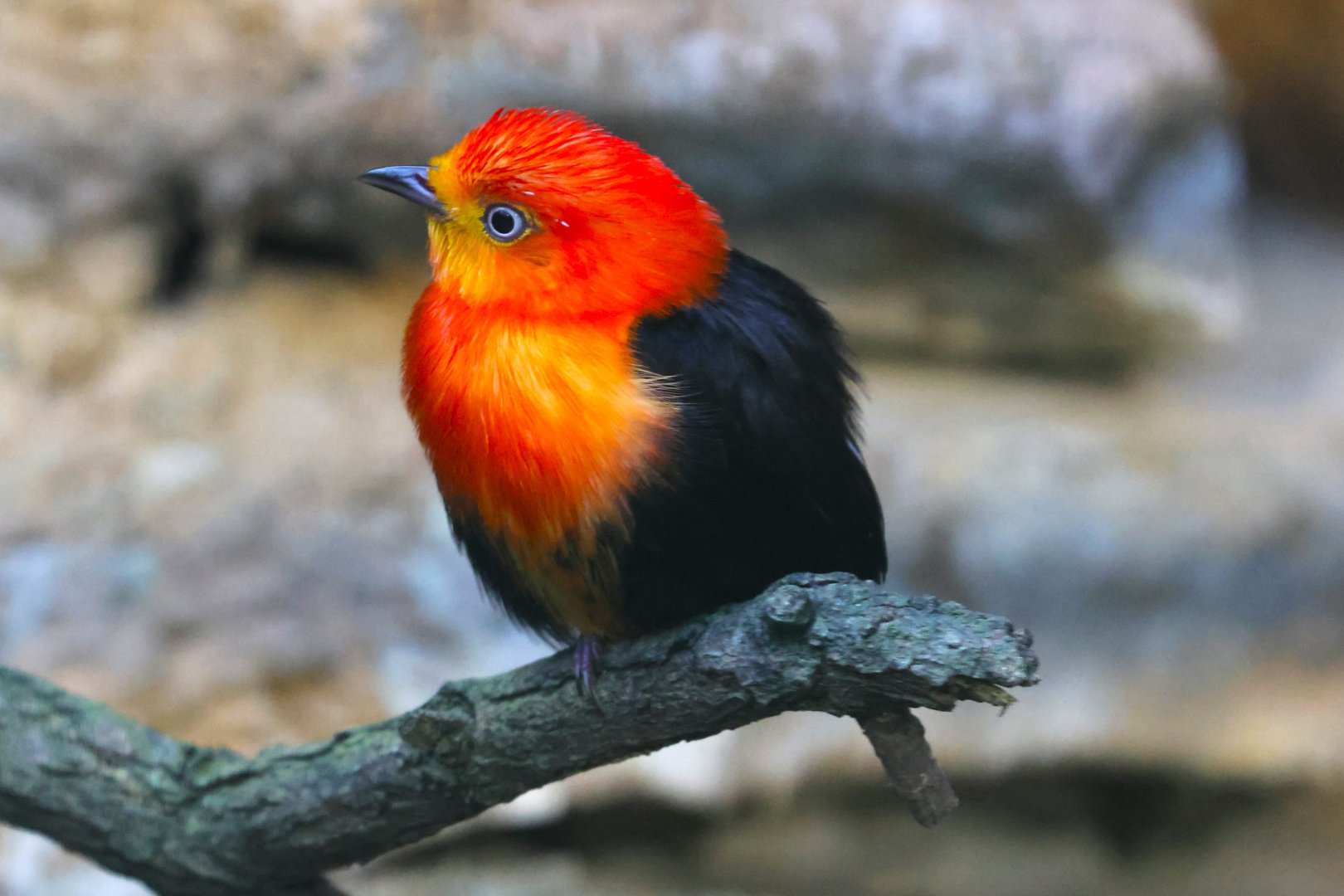 Crimson-hooded manakin