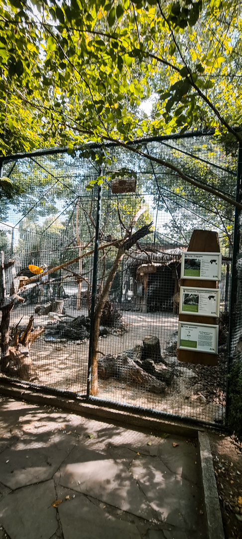 Crimson Horned Pheasant and Chinese Chipmunks